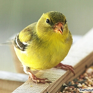 Goldfinch