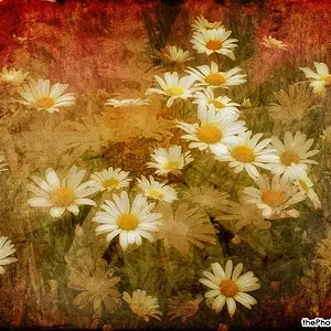 Dreaming of Daisies