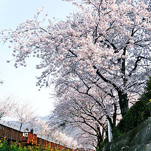 Beautiful spring in South Korea