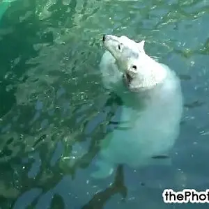 HD video of Swimming polar bear