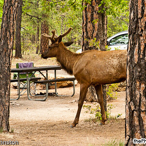 ELK in Mather Campground, Grand Canyon