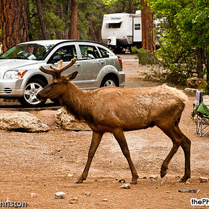 ELK in Mather Campground, Grand Canyon