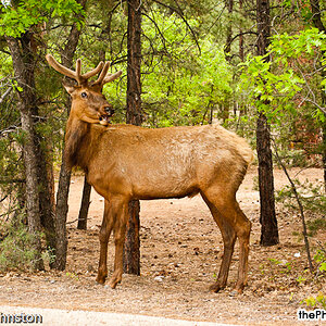 ELK in Mather Campground, Grand Canyon