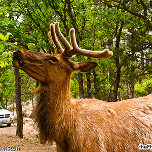 ELK in Mather Campground, Grand Canyon