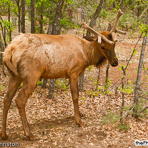 Grand Canyon ELK