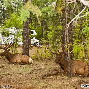 Grand Canyon ELK