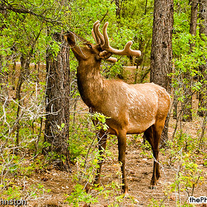 Mather Campground - Elk