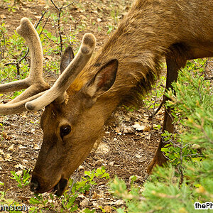 Mather Campground - Elk