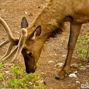 Mather Campground - Elk