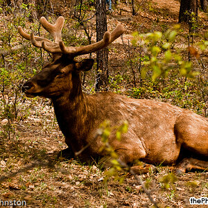 Arizona - Elk