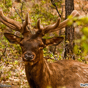 Arizona - Elk