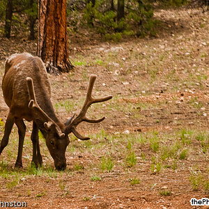 Grand Canyon - ELK