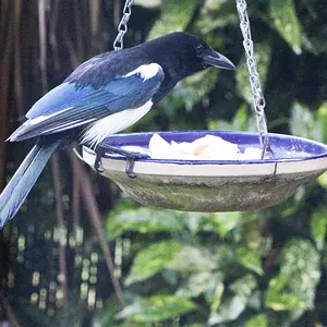 Back Garden