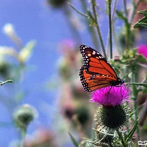 Monarch (Male)