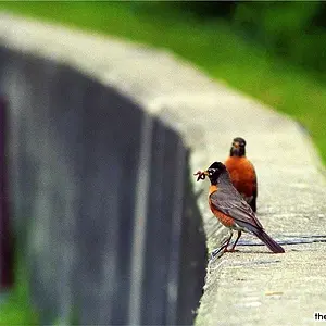 American Robin