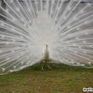 white peacock