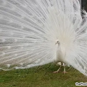 wingham_wildlife_park_044