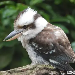 cuckabara