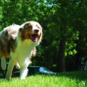 My dog Strider