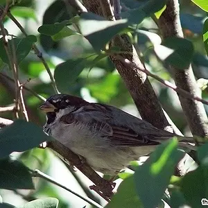 House Sparrow (Male)