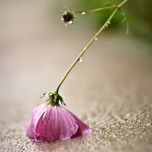 Sad Flower