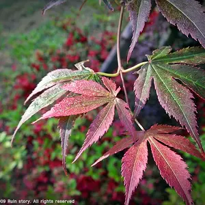 Maple leaves