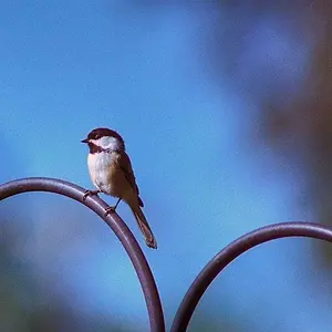 Black Capped Chickadee