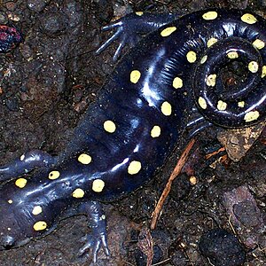 Spotted salamander