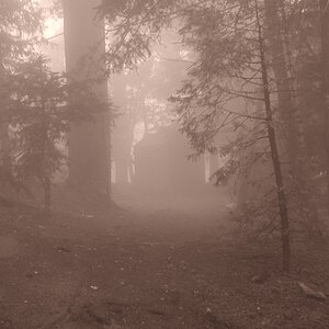 Forrest path-fog