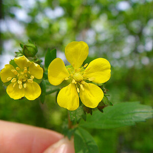 Little yellow flower