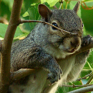 Grey Squirrel