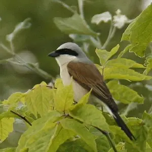 Redbacked Shrike Hungary 2009