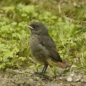 Redstart Chick just Fledged 2009