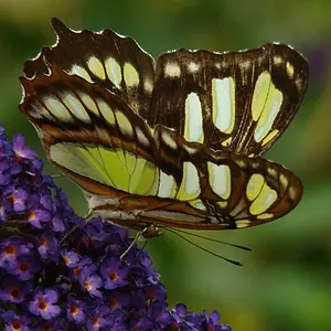 Malachite Butterfly