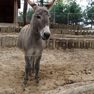 Donkey