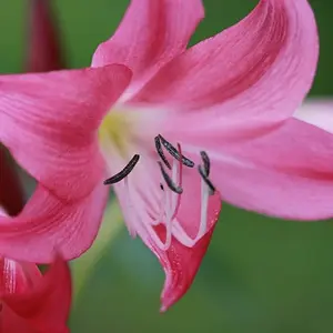 lilly macro happyg