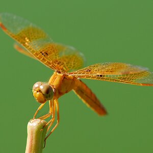 macro_orange_dragonfly