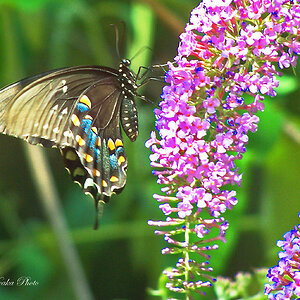 butterflies from my back Yard