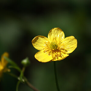 Yellow_Flower1