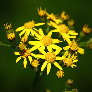 Yellow_Flowers2