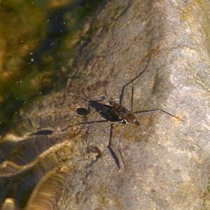 water skater one