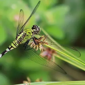 dragon flies