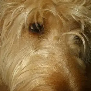 Chewy