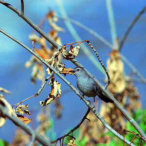 A Grey Catbird