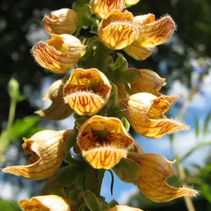 Hidcote_Manor_Gardens_153_