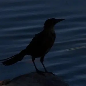 shadow bird