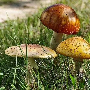 Fly agaric mushrooms