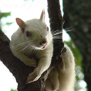 Whadda Ya Looking At? Yeah I'm an albino Squirrel, what did you expect?