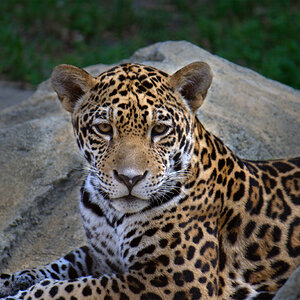 Jaguar_Cub_1
