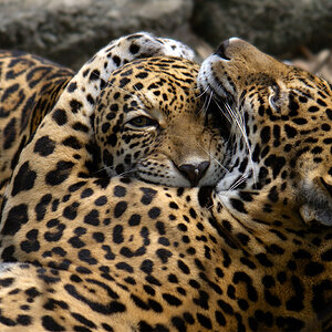 Jaguar_Cub_and_Mother